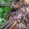 Tierfoto aus dem Wildpark Pforzheim