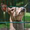 Tierfoto aus dem Wildpark Pforzheim