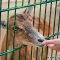 Tierfoto aus dem Wildpark Pforzheim