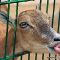 Tierfoto aus dem Wildpark Pforzheim