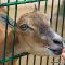 Tierfoto aus dem Wildpark Pforzheim