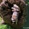 Tierfoto aus dem Wildpark Pforzheim