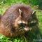Tierfoto aus dem Wildpark Pforzheim