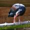 Tierfoto aus dem Wildpark Pforzheim
