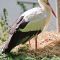 Tierfoto aus dem Wildpark Pforzheim