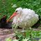 Tierfoto aus dem Wildpark Pforzheim