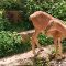 Tierfoto aus dem Wildpark Pforzheim