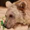 Tierfoto aus dem Heidelberger Zoo