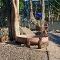 Tierfoto aus dem Heidelberger Zoo