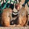 Tierfoto aus dem Heidelberger Zoo