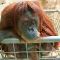 Tierfoto aus dem Heidelberger Zoo