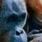 Tierfoto aus dem Heidelberger Zoo
