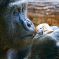 Tierfoto aus dem Heidelberger Zoo