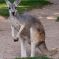 Tierfoto aus dem Heidelberger Zoo