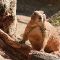 Tierfoto aus dem Heidelberger Zoo