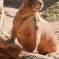 Tierfoto aus dem Heidelberger Zoo