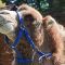 Tierfoto aus dem Heidelberger Zoo
