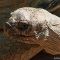 Tierfoto aus dem Heidelberger Zoo