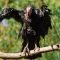 Tierfoto aus dem Heidelberger Zoo