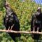 Tierfoto aus dem Heidelberger Zoo