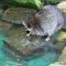 Tierfoto aus dem Heidelberger Zoo