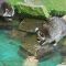 Tierfoto aus dem Heidelberger Zoo