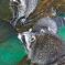 Tierfoto aus dem Heidelberger Zoo