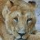 Tierfoto aus dem Heidelberger Zoo