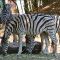 Tierfoto aus dem Heidelberger Zoo
