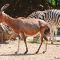 Tierfoto aus dem Heidelberger Zoo