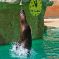 Tierfoto aus dem Heidelberger Zoo